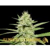 Super Strains, Enemys Dream, feminized (Balení 3 ks)