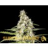 69258 super strains girl scout cookies feminized