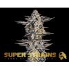 Super Strains, Gelato, feminized (Balení 5 ks)