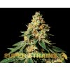 Super Strains, Zkittlez, feminized (Balení 5 ks)