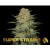 69339 super strains amajikoym feminized