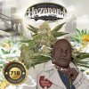 T.H. Seeds 710 Limited Pack Hazanana, feminized (Balení 2 ks)
