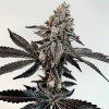 69372 exotix genetics slaphappy feminized