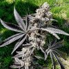 69378 exotix genetics drippin aint eazy feminized