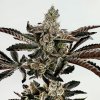 69384 exotix genetics sha boink feminized