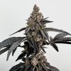 69387 exotix genetics primetime feminized