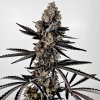 69405 exotix genetics planet sherb feminized