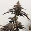 69429 exotix genetics red rager feminized
