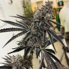 69435 exotix genetics roxanne feminized