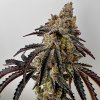 69444 exotix genetics quikz feminized