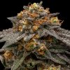 Ripper Seeds, Shimo, feminized (Balení 3 ks)