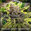Dutch Passion Auto Melonade Runtz, feminized autoflowering (Balení 7 ks)