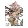 70236 dutch passion orange bud 2 0 feminized