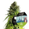 Royal Queen Seeds x Mike Tyson NYC Sour D Auto, feminized autoflowering (Balení 5 ks)