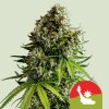 Royal Queen Seeds x Mike Tyson NYC Sour D Auto, feminized autoflowering (Balení 5 ks)