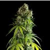 Royal Queen Seeds x Mike Tyson NYC Sour D Auto, feminized autoflowering (Balení 3 ks)