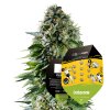 Royal Queen Seeds x Mike Tyson Corkscrew Auto, feminized autoflowering (Balení 10 ks)