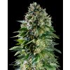 Royal Queen Seeds x Mike Tyson Corkscrew Auto, feminized autoflowering (Balení 3 ks)