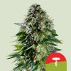 Royal Queen Seeds x Mike Tyson Corkscrew Auto, feminized autoflowering (Balení 3 ks)