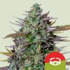 Royal Queen Seeds x Mike Tyson GOAT'lato Auto, feminized autoflowering (Balení 10 ks)