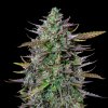 Royal Queen Seeds x Mike Tyson GOAT'lato Auto, feminized autoflowering (Balení 3 ks)