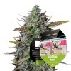 Royal Queen Seeds x Mike Tyson GOAT'lato Auto, feminized autoflowering (Balení 3 ks)