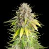 Royal Queen Seeds x Mike Tyson Punch Pie, feminized (Balení 3 ks)