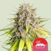 Royal Queen Seeds x Mike Tyson Punch Pie, feminized (Balení 3 ks)