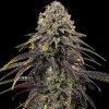 Royal Queen Seeds x Mike Tyson Dynamite Diesel, feminized (Balení 10 ks)