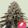 Royal Queen Seeds x Mike Tyson Dynamite Diesel, feminized (Balení 10 ks)