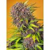 Sweet Seeds Auto Diablo Rojo XL, feminized autoflowering (Balení 5+2 ks)