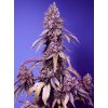 Sweet Seeds Black Muffin F1, fast feminized (Balení 3+1 ks)