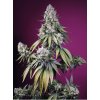 Sweet Seeds Auto Jealousy Z XL, feminized autoflowering (Balení 5+2 ks)