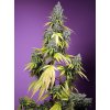 Sweet Seeds Auto Jet Fuel Mandarine XL, feminized autoflowering (Balení 5+2 ks)