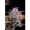 Fast Buds Lemon Cherry Cookies Auto, feminized autoflowering (Balení 10 ks)