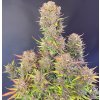 Fast Buds Lemon Cherry Cookies Auto, feminized autoflowering (Balení 10 ks)