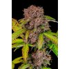 Fast Buds Lemon Cherry Cookies Auto, feminized autoflowering (Balení 10 ks)