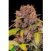 Fast Buds Lemon Cherry Cookies Auto, feminized autoflowering (Balení 10 ks)
