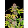 Fast Buds Lemon Cherry Cookies Auto, feminized autoflowering (Balení 10 ks)
