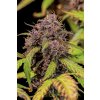 Fast Buds Lemon Cherry Cookies Auto, feminized autoflowering (Balení 10 ks)