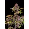 Fast Buds Lemon Cherry Cookies Auto, feminized autoflowering (Balení 5 ks)