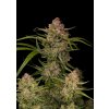 Fast Buds Guava Auto, feminized autoflowering (Balení 3 ks)
