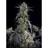 Fast Buds Pound Cake Auto, feminized autoflowering (Balení 1 ks)