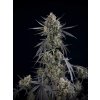 Fast Buds Pound Cake Auto, feminized autoflowering (Balení 1 ks)