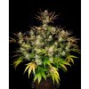 Fast Buds Apple Strudel Auto, feminized autoflowering (Balení 5 ks)