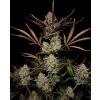 Fast Buds Apple Strudel Auto, feminized autoflowering (Balení 5 ks)