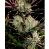 Fast Buds Apple Strudel Auto, feminized autoflowering (Balení 5 ks)