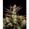 Fast Buds Apple Strudel Auto, feminized autoflowering (Balení 5 ks)