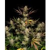 Fast Buds Apple Strudel Auto, feminized autoflowering (Balení 1 ks)