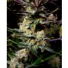 Fast Buds Apple Strudel Auto, feminized autoflowering (Balení 1 ks)